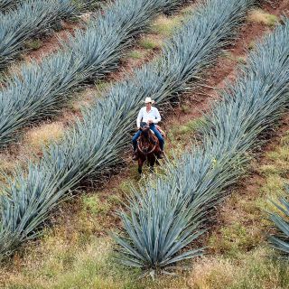 Tequila: Una aventura que nunca termina