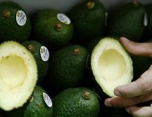 Jalisco exporta más de 113 mil toneladas anuales del fruto a 30 países. EFE/ARCHIVO