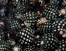 Además del tequila, hay otros productos de Jalisco que se pueden exportar a Canadá como la raicilla, equipales, vestido y calzado, muebles entre otros. AFP / ARCHIVO