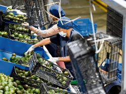 Jalisco exportará inicialmente de tres a cinco mil toneladas semanales de aguacate Hass a Estados Unidos. AFP