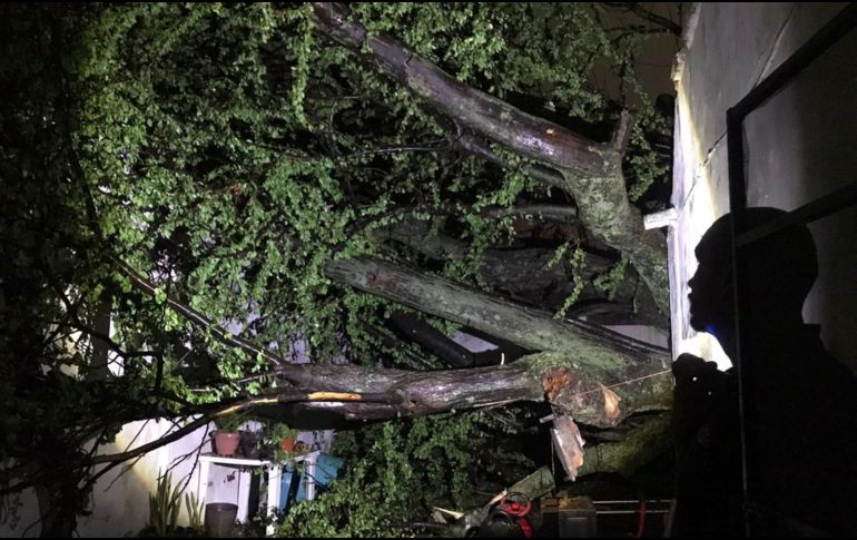 Según informó PCYBGDL, el árbol cayó y derribó una barda perimetral de la casa contigua alrededor de la media noche. ESPECIAL / Protección Civil Guadalajara