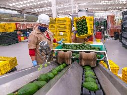 Al principio se espera exportar de 3 a 5 mil toneladas semanales, es decir, serán entre 105 mil a 175 mil toneladas anuales. Gobierno de Jalisco