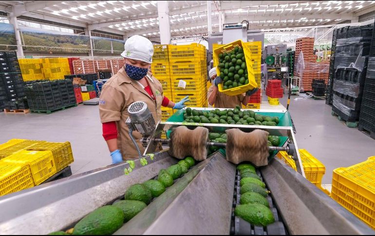 Al principio se espera exportar de 3 a 5 mil toneladas semanales, es decir, serán entre 105 mil a 175 mil toneladas anuales. Gobierno de Jalisco