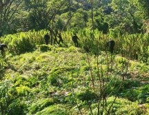 La incineración de los plantíos forma parte de las acciones para combatir el narcotráfico en Jalisco. ESPECIAL/SSE