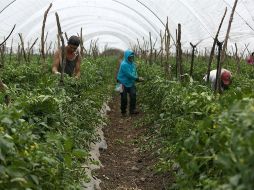 Hay dos tipos de visas de trabajo temporal: una se llama H2A, que es fundamentalmente para trabajadores agrícolas, y la H2B que es para otros trabajos, como empacadores. EL INFORMADOR/ ARCHIVO