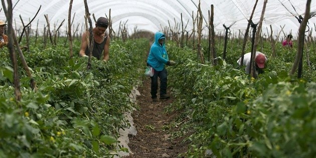 American visa: There would be 260 thousand work visas in the United States for the agricultural sector, says Esteban Moctezuma