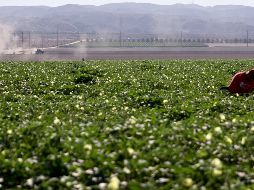 Los permisos de trabajo serán principalmente en el sector agrícola. AFP/M. Tama