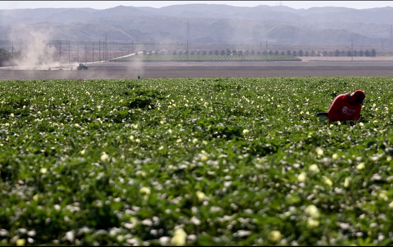Los permisos de trabajo serán principalmente en el sector agrícola. AFP/M. Tama