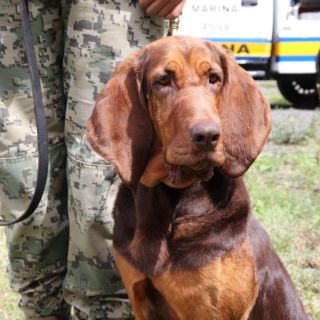 Perros antinarcóticos, en la mira de organizaciones criminales