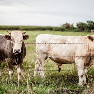 Croacia: Confirman presencia de ántrax en ganado que murió en parque natural