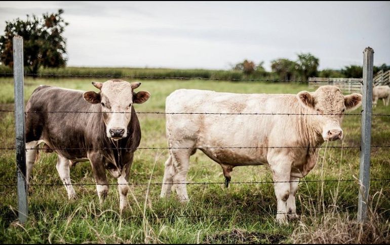 Los brotes pueden causar una gran mortandad de animales en corto tiempo. EL INFORMADOR/ARCHIVO