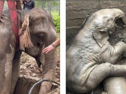 El bebé elefante y su madre fuero rescatados con bien tras caer a una zanja. ESPECIAL