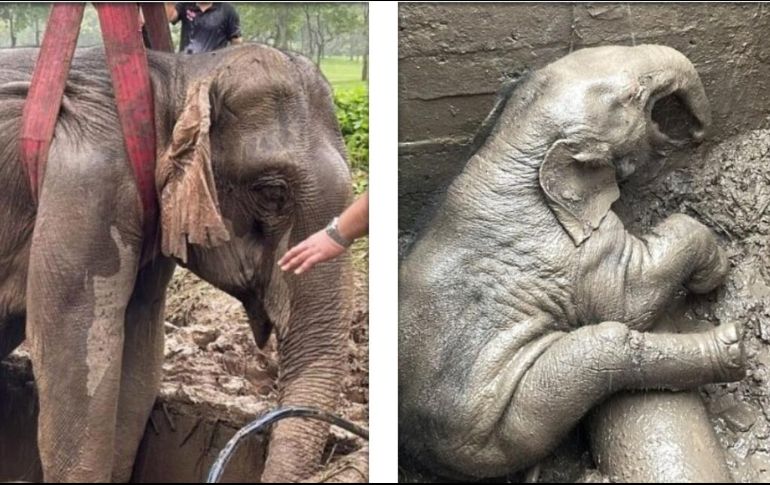 El bebé elefante y su madre fuero rescatados con bien tras caer a una zanja. ESPECIAL