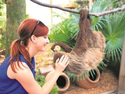 Encuentro con los perezosos. En el parque Wild Florida es posible acercarse a estos curiosos y tiernos animalitos. ESPECIAL