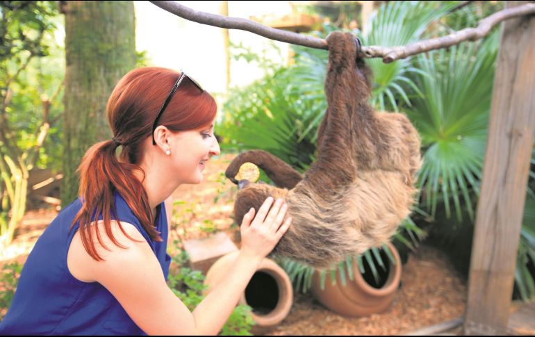Encuentro con los perezosos. En el parque Wild Florida es posible acercarse a estos curiosos y tiernos animalitos. ESPECIAL