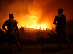 Muchos de los bosques del planeta se encuentran 