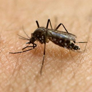 ¿Por qué los mosquitos te pican a ti y no a los demás?