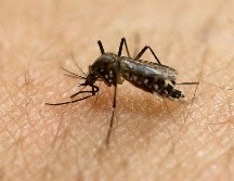 Hay razones por las que los mosquitos te prefieren. AP/ARCHIVO