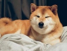 Luego de ser diagnosticado con pancreatitis en el pasado mes de mayo, Balltze, mejor conocido como Cheems, continúa recuperándose de diferentes intervenciones médicas. ESPECIAL.