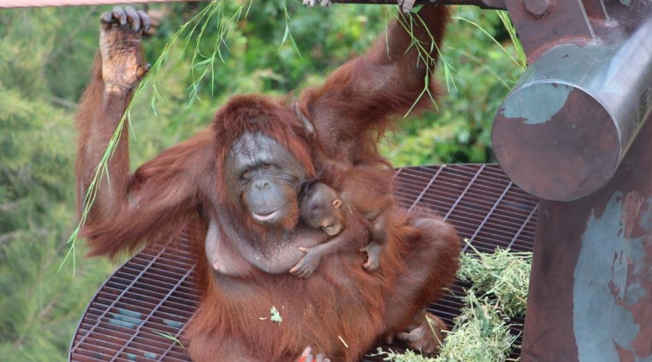 Los orangutanes, son semi solitarios, pero existe una relación muy estrecha entre madres y crías, este periodo de dependencia es el más largo de todos los animales en la Tierra. CORTESÍA / Zoológico Guadalajara