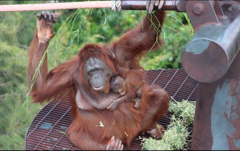 Los orangutanes, son semi solitarios, pero existe una relación muy estrecha entre madres y crías, este periodo de dependencia es el más largo de todos los animales en la Tierra. CORTESÍA / Zoológico Guadalajara
