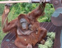 Los orangutanes, son semi solitarios, pero existe una relación muy estrecha entre madres y crías, este periodo de dependencia es el más largo de todos los animales en la Tierra. CORTESÍA / Zoológico Guadalajara