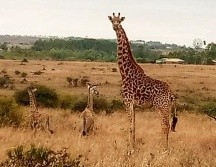 Este singular acontecimiento tuvo lugar en el Parque Nacional de Nairobi, en Kenia. TWITTER/ @tunajibu