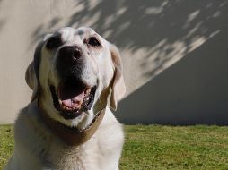 El día mundial del perro se celebra desde 2004 para festejar la relación de siglos que llevamos los humanos con nuestras mascotas. SUN/ARCHIVO