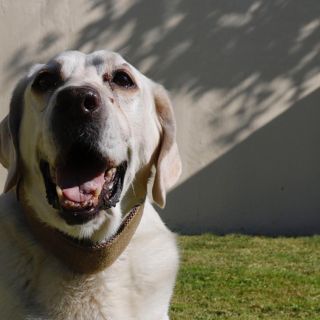 Piden integrar un registro estatal de mascotas en Jalisco