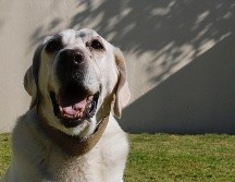 El día mundial del perro se celebra desde 2004 para festejar la relación de siglos que llevamos los humanos con nuestras mascotas. SUN/ARCHIVO