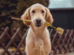 Este 21 de julio es el Día Mundial del Perro. ESPECIAL/Photo by Richard Brutyo on Unsplash.