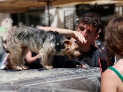 Algunas recomendaciones hechas por los especialistas de la salud son; lavar bien las manos después de tener contacto con las mascotas, asear su espacio y levantar las heces de los perros. EFE / G. Lami