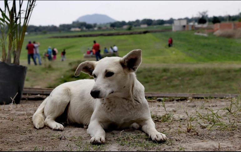 Hoy 21 de julio se conmemora el Día del Perro en todo el mundo. SUN / ARCHIVO