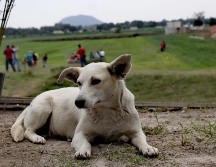 Hoy 21 de julio se conmemora el Día del Perro en todo el mundo. SUN / ARCHIVO