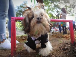 El parque de perros está ubicado en la Colonia Jardines del Country y fue rehabilitado con una inversión de 303 mil pesos. ESPECIAL