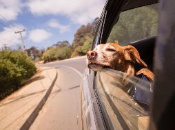 Al menos 43 millones de hogares en México tienen un perro como mascota, esto de acuerdo con datos del Instituto Nacional de Estadística y Geografía. Unsplash