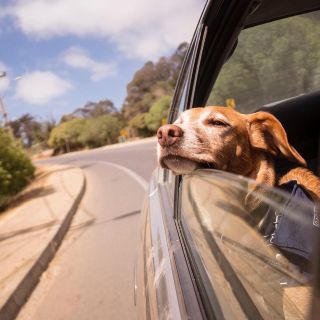 Día del Perro: ¿Viajas con tu mascota en el carro? Aquí te dejamos algunos consejos