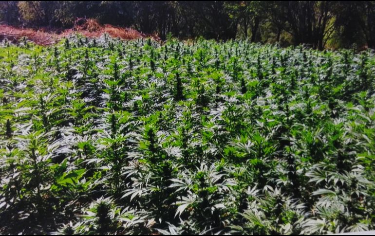 Por los hechos no hubo detenidos, por lo que lo asegurado fue puesto disposición del Ministerio Público Federal. NTX/ARCHIVO