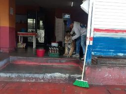 Un hombre se acercó al animal y tras algunos jaloneos logró meterlo a una casa. TWITTER/@LsrHidalgo