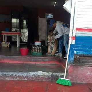 Hidalgo: ¡Qué susto! Tigre se mete a un local de tacos en Mixquiahuala