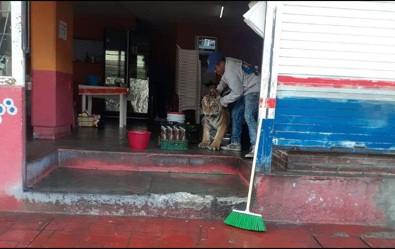 Un hombre se acercó al animal y tras algunos jaloneos logró meterlo a una casa. TWITTER/@LsrHidalgo