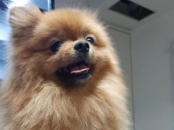 El canino fue asegurado por elementos de la Policía de Investigación de Robo a Casa Habitación. ESPECIAL/Fiscalía de Jalisco