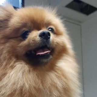 Seguridad en Jalisco: Fiscalía recupera a perrito que fue robado de una casa en Zapopan