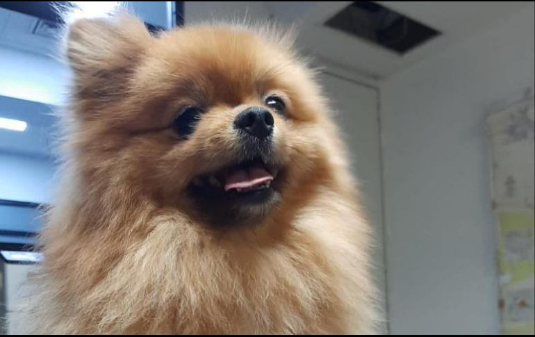 El canino fue asegurado por elementos de la Policía de Investigación de Robo a Casa Habitación. ESPECIAL/Fiscalía de Jalisco