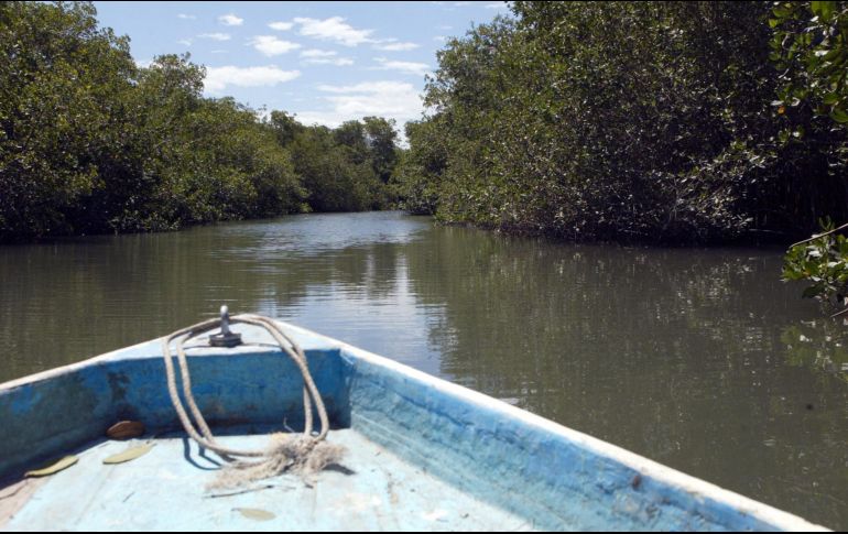 México perdió cerca de 10 mil hectáreas de manglares tan sólo en el 2020. EL INFORMADOR/ARCHIVO