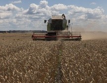 Ucrania declaró el pasado lunes que esperaba se retomaran esta semana las exportaciones de granos, cruciales para la seguridad alimentaria mundial. EFE / R. Pilipey