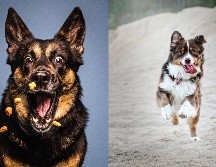 De acuerdo a FullTrust, alimento súper premium para perritos, existen algunos elementos muy útiles para alimentar a nuestra mascota que debemos tener en cuenta. CORTESÍA / FullTrust