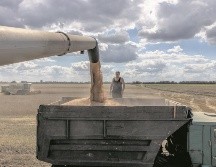 La distribución del alimento ayudará con la carestía mundial, además de bajar los precios. EFE