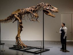 El esqueleto de gorgosaurio fue  puesto en venta por la empresa que lo encontró en 2018. AFP/Angela W.