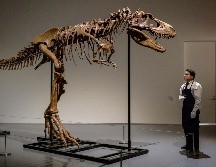 El esqueleto de gorgosaurio fue  puesto en venta por la empresa que lo encontró en 2018. AFP/Angela W.